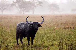 Bubalis: Wild Buffalo - on a misty morning
