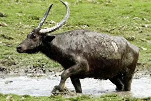 Bubalis: Wild Buffalo - in the mud pool