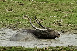 Wallowing: Wild Buffalo in the mud pool, Kaziranga