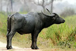 Wallowing: Wild Buffalo - after mud wallowing