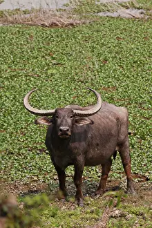 Kaziranga: Wild Buffalo near water body, Kaziranga