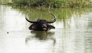 Brahamputra: Wild Buffalo - in the river Brahamputra