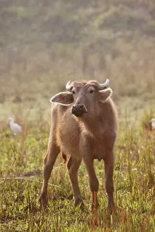 Bubalis: Wild Buffalo - Young