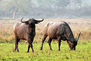Bubalis: Wild Buffalos