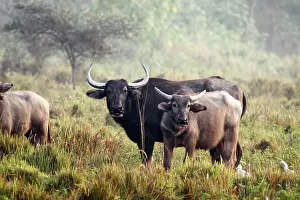 Bubalis: Wild Buffalos