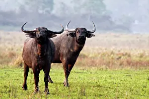 Bubalis: Wild Buffalos