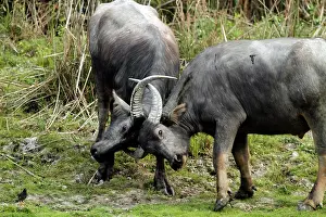 Bubalis: Wild Buffalos