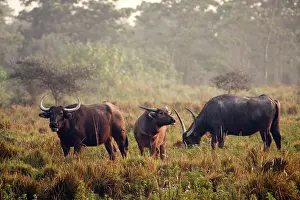 Bubalis: Wild Buffalos