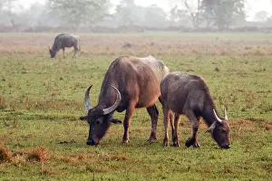 Bubalis: Wild Buffalos feeding