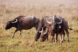 Bubalis: Wild Buffalos - feeding in the grassland
