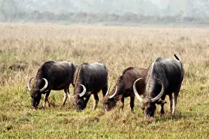 Bubalis: Wild Buffalos - feeding in the grassland
