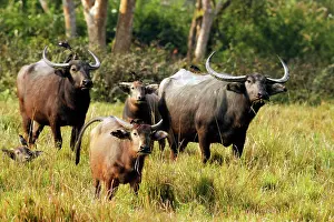 Bubalis: Wild Buffalos - in the grasslands