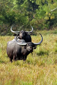 Bubalis: Wild Buffalos - in the grasslands