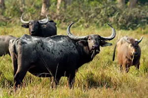 Bubalis: Wild Buffalos - in the grasslands