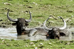 Bubalis: Wild Buffalos - in the mud pool