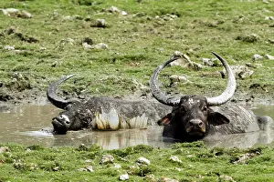 Bubalis: Wild Buffalos - in the mud pool