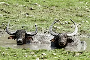 Bubalis: Wild Buffalos - in the mud pool