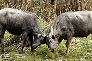 Bubalis: Wild Buffalos - sparring