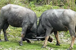 Bubalis: Wild Buffalos - sparring