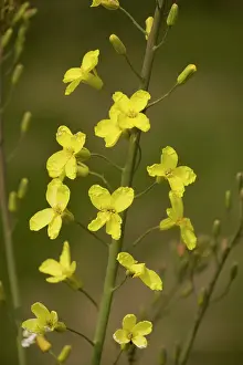 Cabbages: Wild Cabbage - on the Dorset coast
