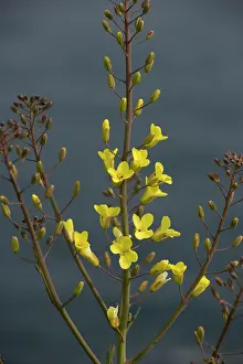 Cabbages: Wild Cabbage - on the Dorset coast