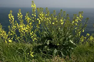 Cabbages: Wild Cabbage - on the Dorset coast