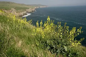Cabbages: Wild Cabbage on the Dorset coast