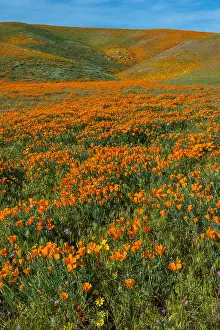 Goldfield: Wild California Poppies (Eschscholzia californica)