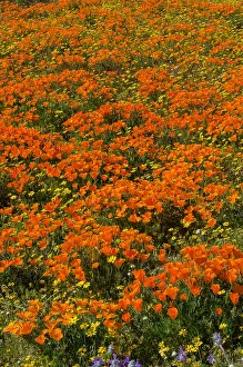 Goldfield: Wild California Poppies (Eschscholzia californica)