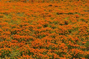 Pat And Tom Leeson (new Material): Wild California Poppies (Eschscholzia californica)