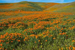 Pat And Tom Leeson (new Material): Wild California Poppies (Eschscholzia californica)