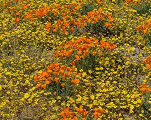 Pat And Tom Leeson (new Material): Wild California Poppies (Eschscholzia californica)