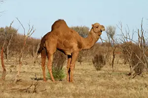 Camels: Wild Camel