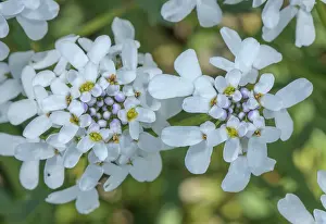 Angiosperm: Wild candytuft, Iberis amara, in flower in dry l