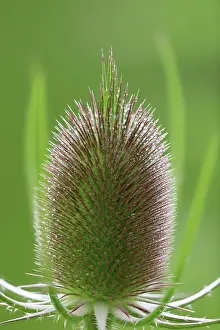 Danube: Wild cardoon (Dipsacus fullonum), honeysuckle family