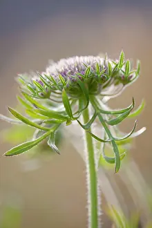 Carrots: Wild Carrot