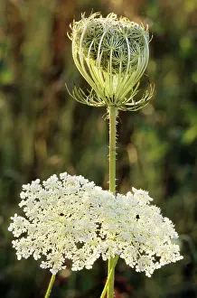 Carrots: Wild Carrot