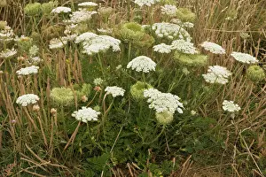 Carrots: Wild carrot