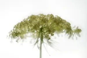 Carrot: Wild Carrot