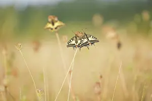 Carrot: Wild Carrot