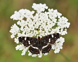 Carrot: Wild Carrot