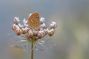 Argus: Wild Carrot