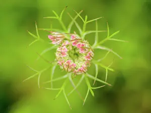 Carrot: Wild Carrot