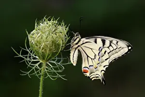 Carrot: Wild Carrot