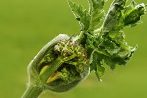 Carrot: Wild Carrot