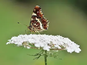 Carrot: Wild Carrot