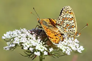 Phoebe: Wild Carrot