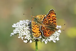 Phoebe: Wild Carrot