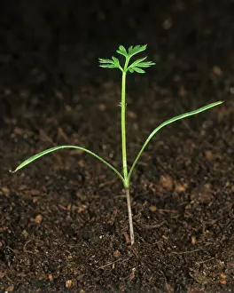 Weed: Wild carrot (Daucus carota) seedling