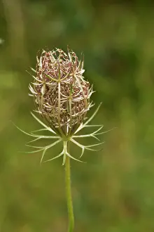 Carrot: Wild Carrot (Daucus carota). Vrangeskov, Denmark
